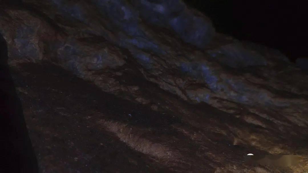 野生动物园大逃脱